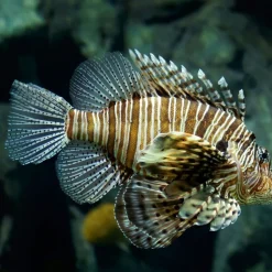 Calendrier photos - Vie sous-marine