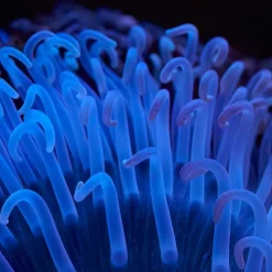 Calendrier photos - Vie sous-marine