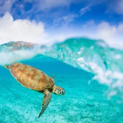 Calendrier photos - Vie sous-marine