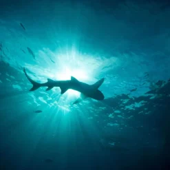 Calendrier photos - Vie sous-marine