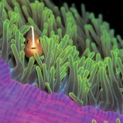 Calendrier photos - Vie sous-marine