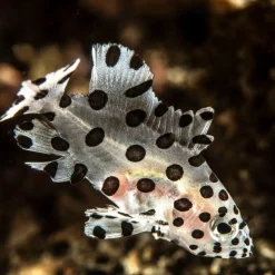 Calendrier photos - Vie sous-marine