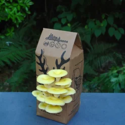 Kit champignons en boîte à faire soi-même