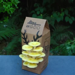 Kit champignons en boîte à faire soi-même